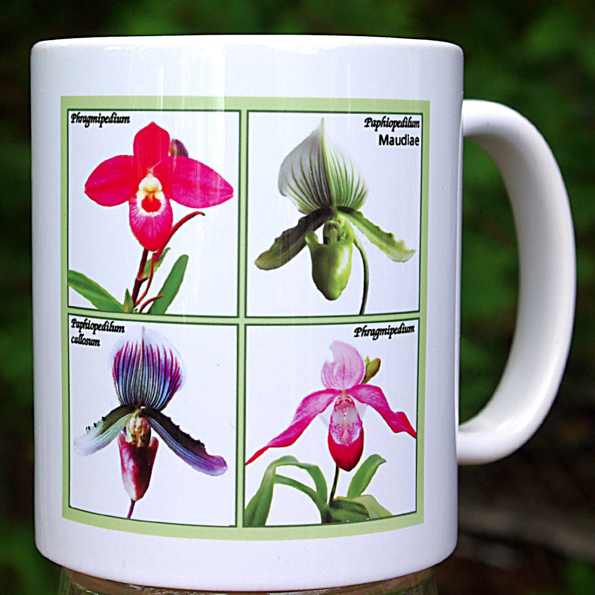 Mug: Quartet of lady slipper orchids, 11 ounce white ceramic mug