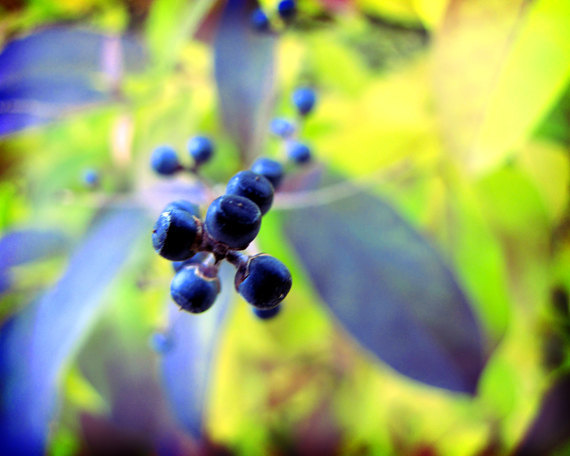 Macro Blueberry Bush 8x10 Photograph