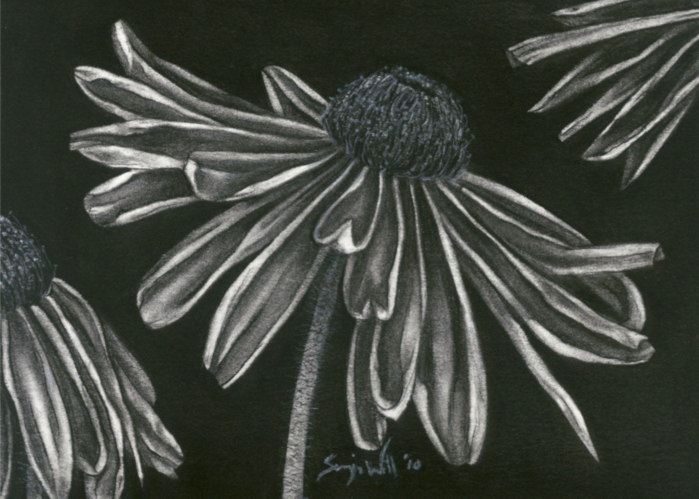 Daisy, Limited Edition Giclee Print of Charcoal Drawing, 5x7in