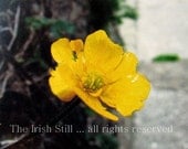 Buttercup Yellow Flower ...Irish photo card