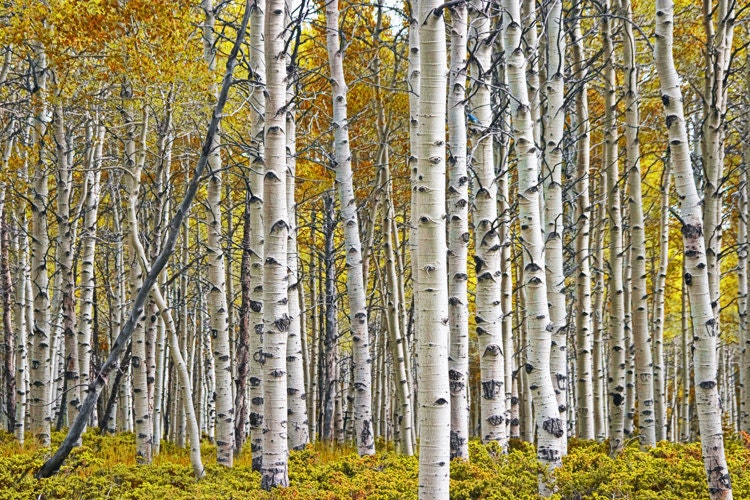 Birch Tree Grove with a touch of color - A Fine Art Photograph