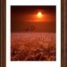 Gulls flying over a Wheat Field at Sunset a Michigan Fine Art Photograph