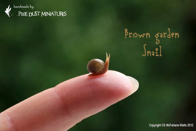 Brown Garden Snail - GARDEN RANGE