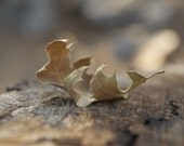 Autumn Leaf Fine Art Photography, Fall Home Decor Photograph, caramel brown woodland rustic photo