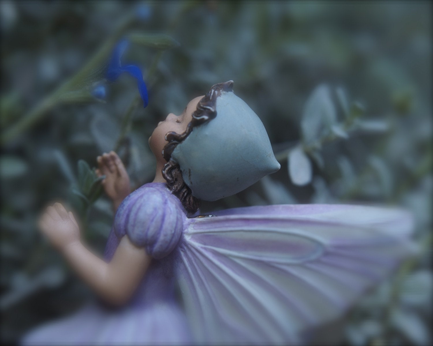 The Scent of a Violet - Fine Art Photograph