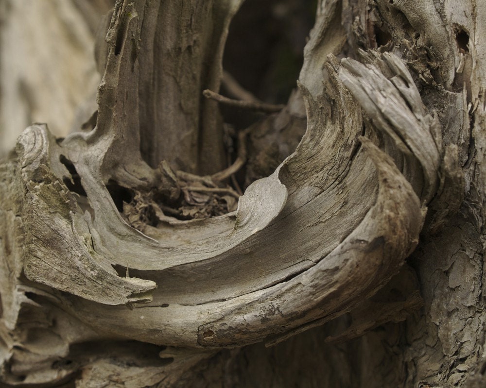 Wood Grain Photo Fine Art Photography Rustic Woodland Woods Outdoors Home Decor Silver Gray Brown Neutral Wall Living Room