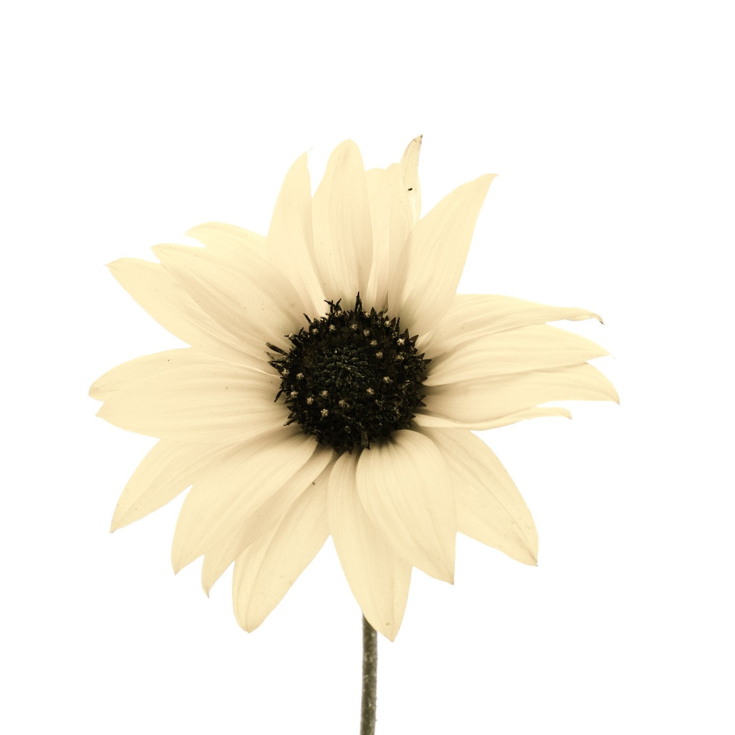 Pastel Photograph Spring Photo Pale Feminine Yellow Flower Daisy Kitchen Art Pretty Dreamy Beautiful Home Decor Shabby Chic