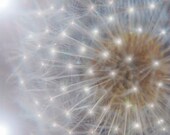 Dandelion Nursery Art Photograph, Magical Baby Wall Fine Art Photography, unisex for boy and girl