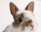 Baby Bunny Photo, White Nursery Photograph Art, Easter Rabbit Nose, Alice in Wonderland Child's Bedroom Theme