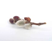 Pussy Willow Photograph,  fine art Photography photo Spring garden brown white flower nature inspired home decor