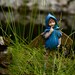 Boy Fairy Photo, Turquoise Blue Fine Art Photography Photograph Print, Emerald Green, Woodland Baby Nursery Bedroom Wall Waldorf Magical