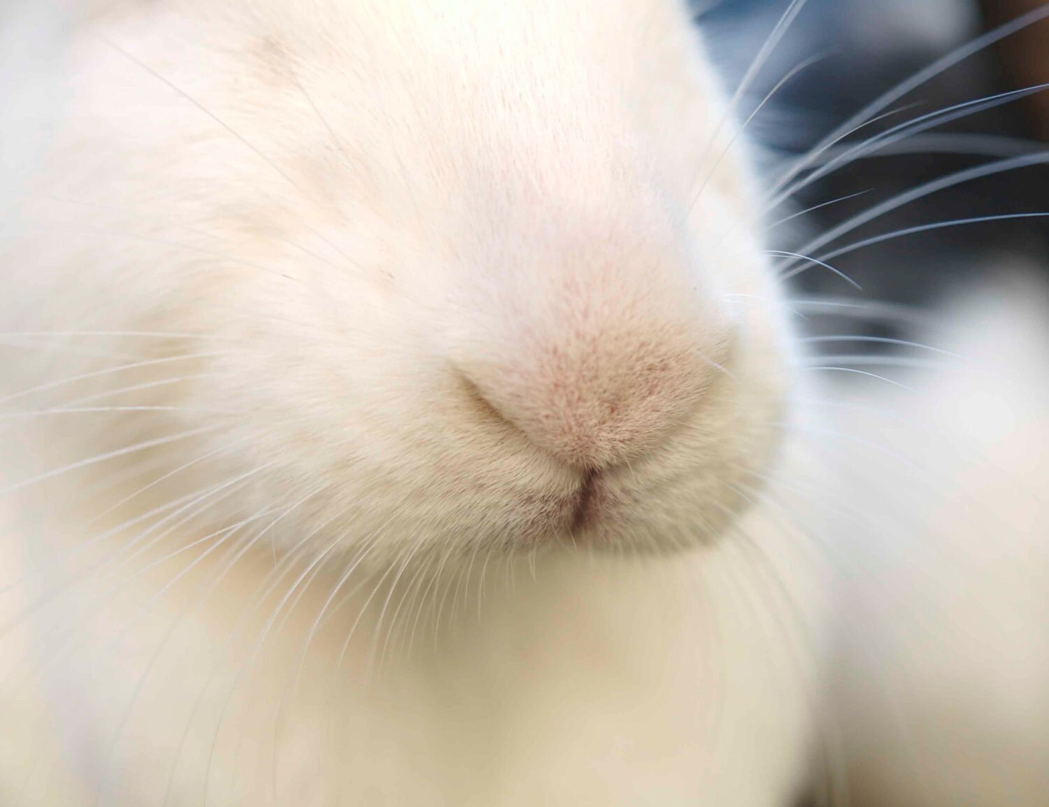 bunny nose