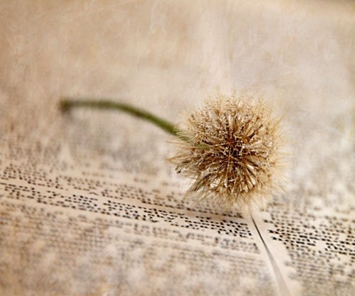 Fine Detail - Photography - Weed, Macro, Writing, Dew, Dictionary, Dandelion, Neutral, Beige - Decor - gildinglilies