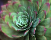 Succulent Number Two - Photography - Plant Nature Photograph - Garden - Mid Century Modern Decor -  Mint Green, Mauve, Plant, Desert