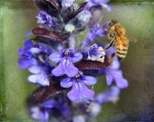 Bee And Blossom  A Signed Fine Art Photograph