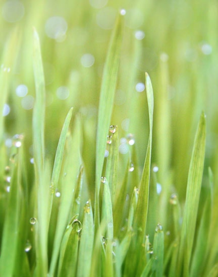 Splendor In The Grass - Photography - Fresh Green Spring Grass - Wheat grass - Dew Sparkle - Morning Lawn Garden Photograph - gildinglilies