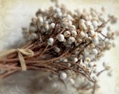 Tallow Berries - Signed Fine Art Photograph - White Berries, Brown Branches - Country Decor - 8 x 10 - Simplicity - Rustic - gildinglilies