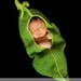 Rima Design