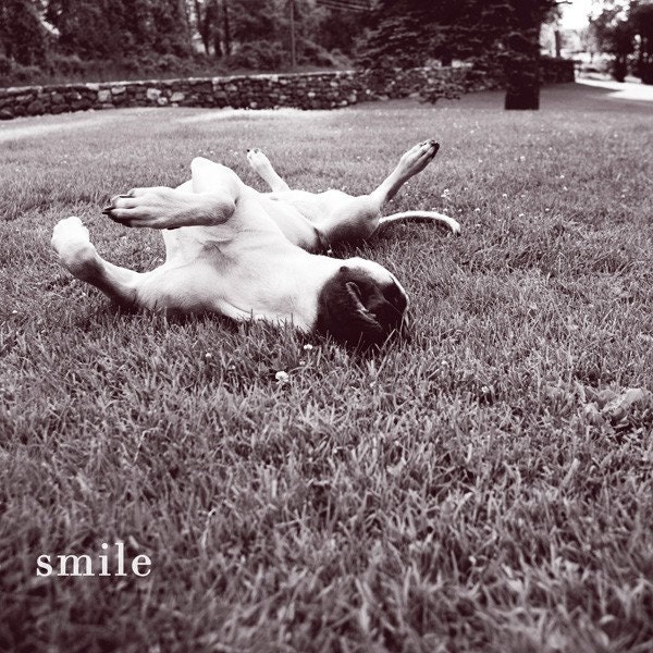 Dog Smiles - 5x5 Photograph - Smile
