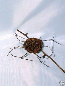 Twig Bird Nest