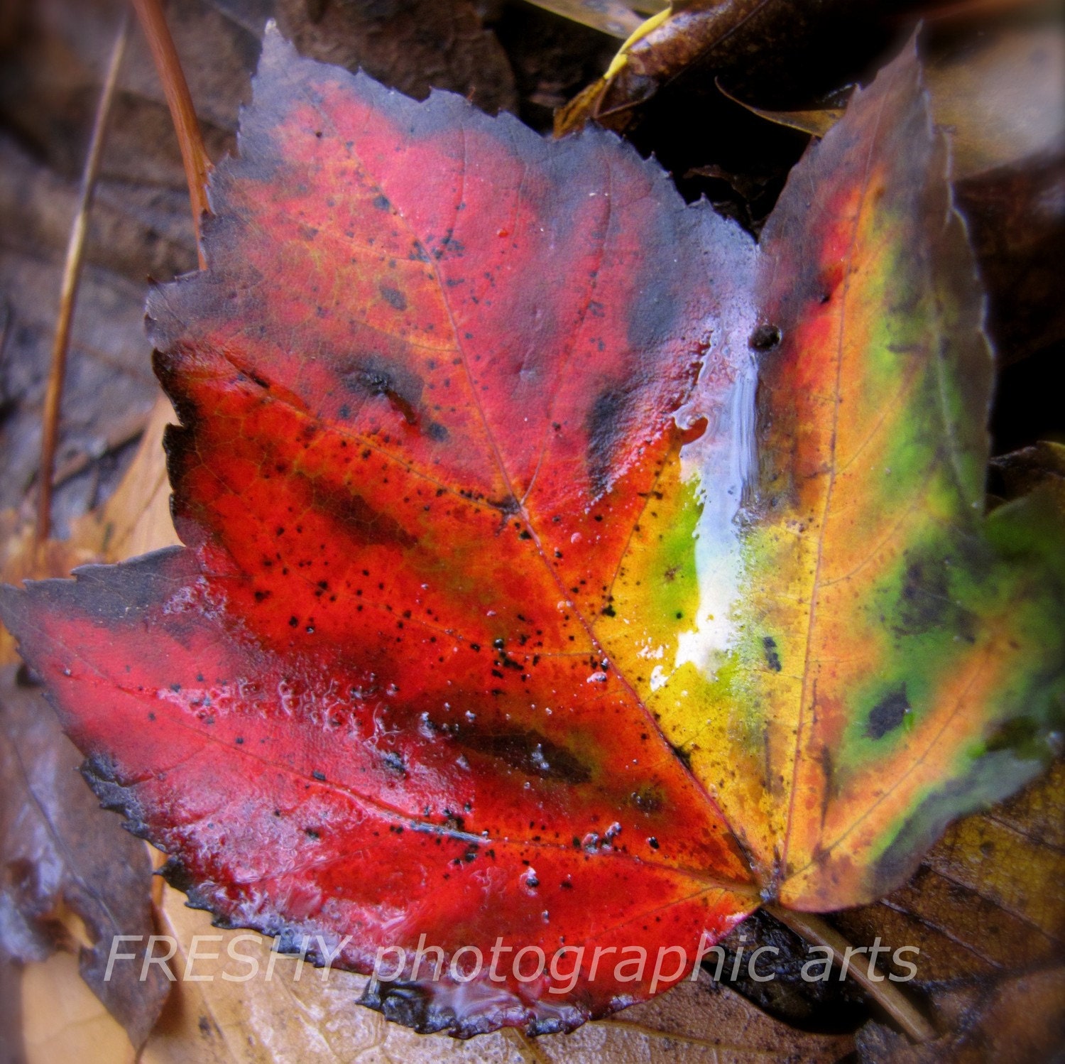 Rainbow Leaf - 4x4 Photographic Art Print