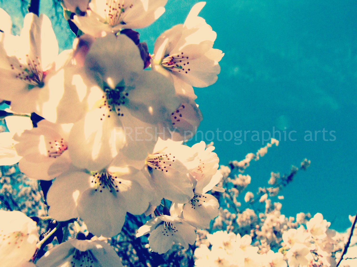 Sakuras - 8x10 Photographic Art Print
