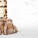 RESERVED Owly owl by Wassupbrothers