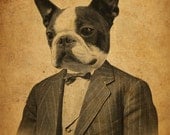 Boston Terrier in a Suit Portrait 8x10 Print