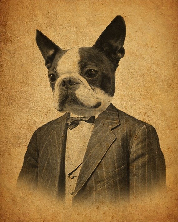 Boston Terrier in a Suit Portrait 8x10 Print