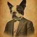Boston Terrier in a Suit Portrait 8x10 Print
