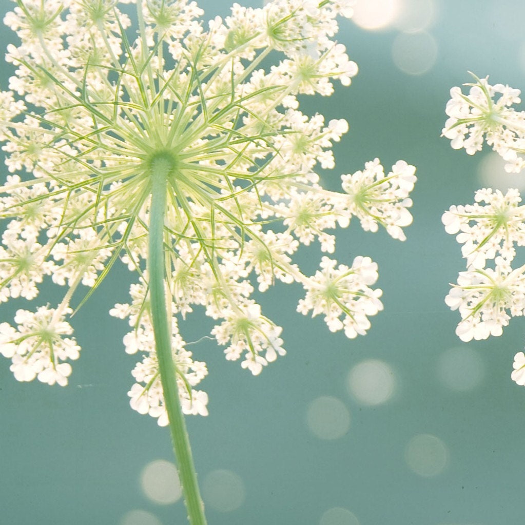 Nature Photography, Fine Art Photography, Flower,Teal, Turquoise, Ivory, Lime, 5x5 Print,"Summer Meadow"