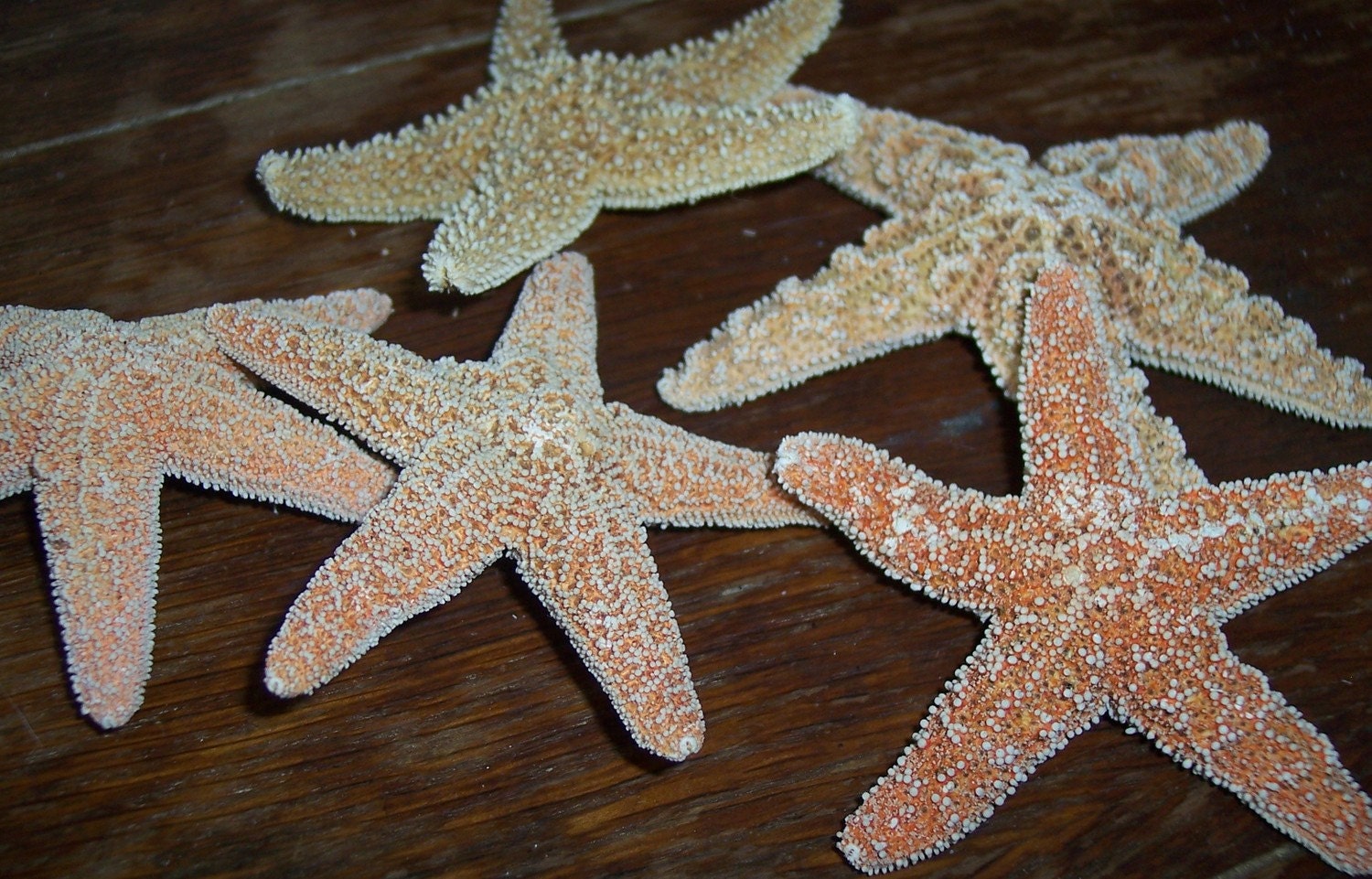 BULK Wedding SPECIAL Natural Sugar Starfish for Decor & DIY Beach Wedding Crafts Natures Supplies
