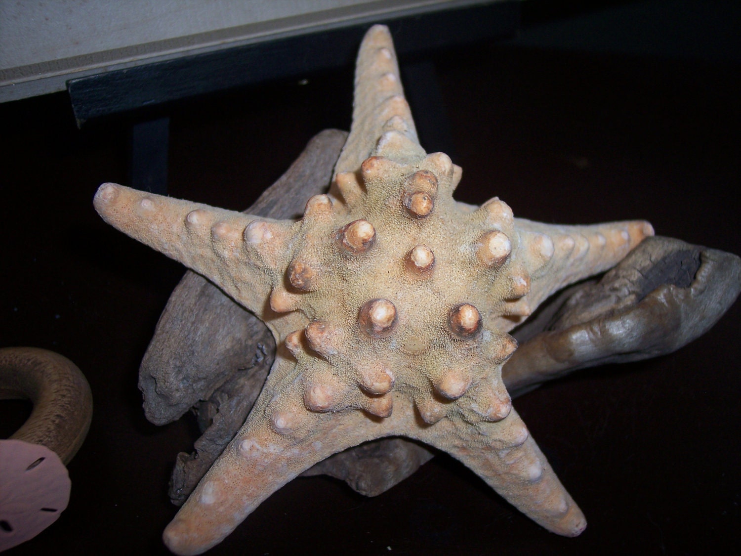 Medium Natural Knobby Star Fish loose for decorating or crafts Coastal Home Decor