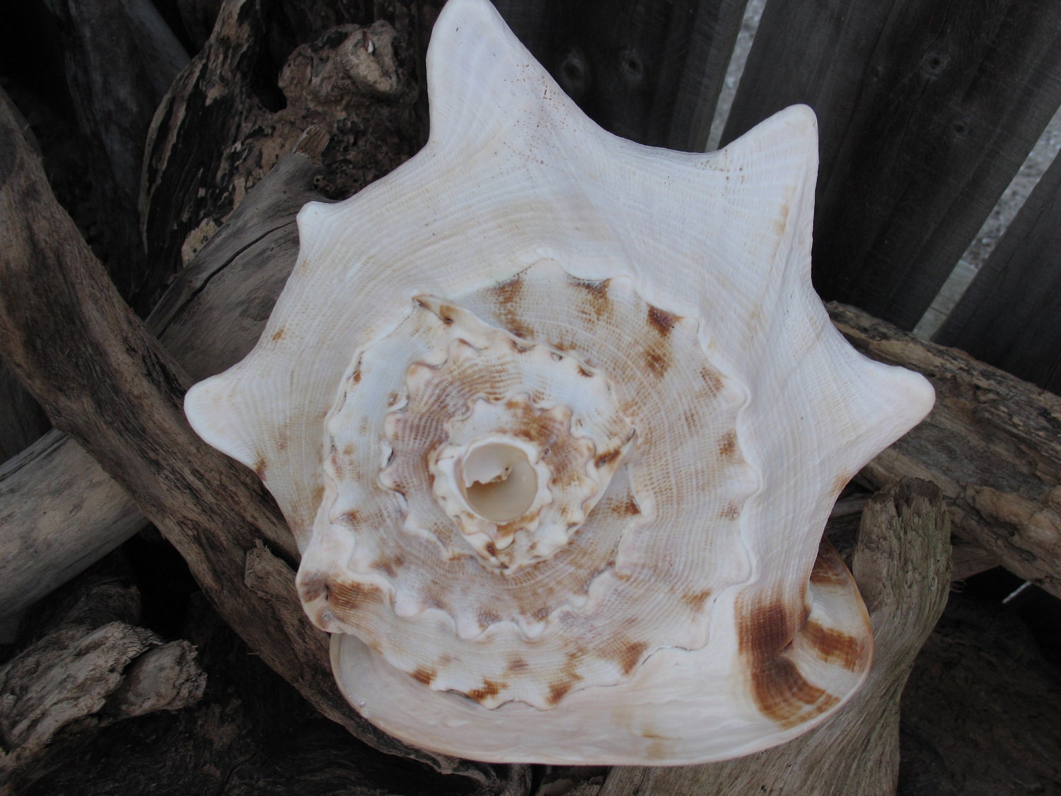 Large Helmet Shell Horn- Call of the Islands