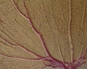 Coastal Home Decor and Accent Natural Sea Fan Coral for Framing, Arts and Crafts, Display Large Selection