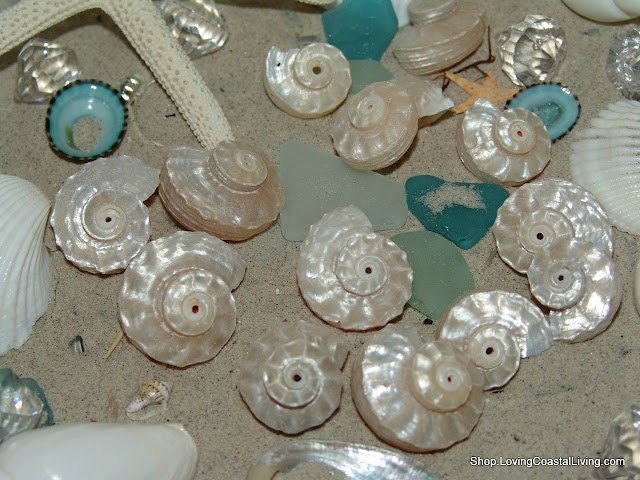 Pearl Delphinula- Pearl Swirl Spiral Shells- Perfect for Wedding, Crafting, and Beach Centerpieces for Home or Parties