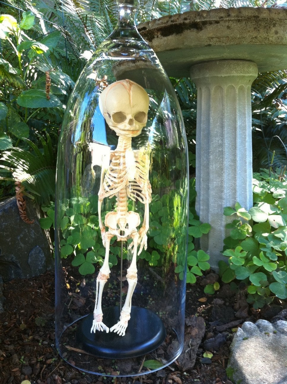 30 week old Human Fetal Skelton in glass Cloche Dome