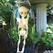 30 week old Human Fetal Skelton in glass Cloche Dome