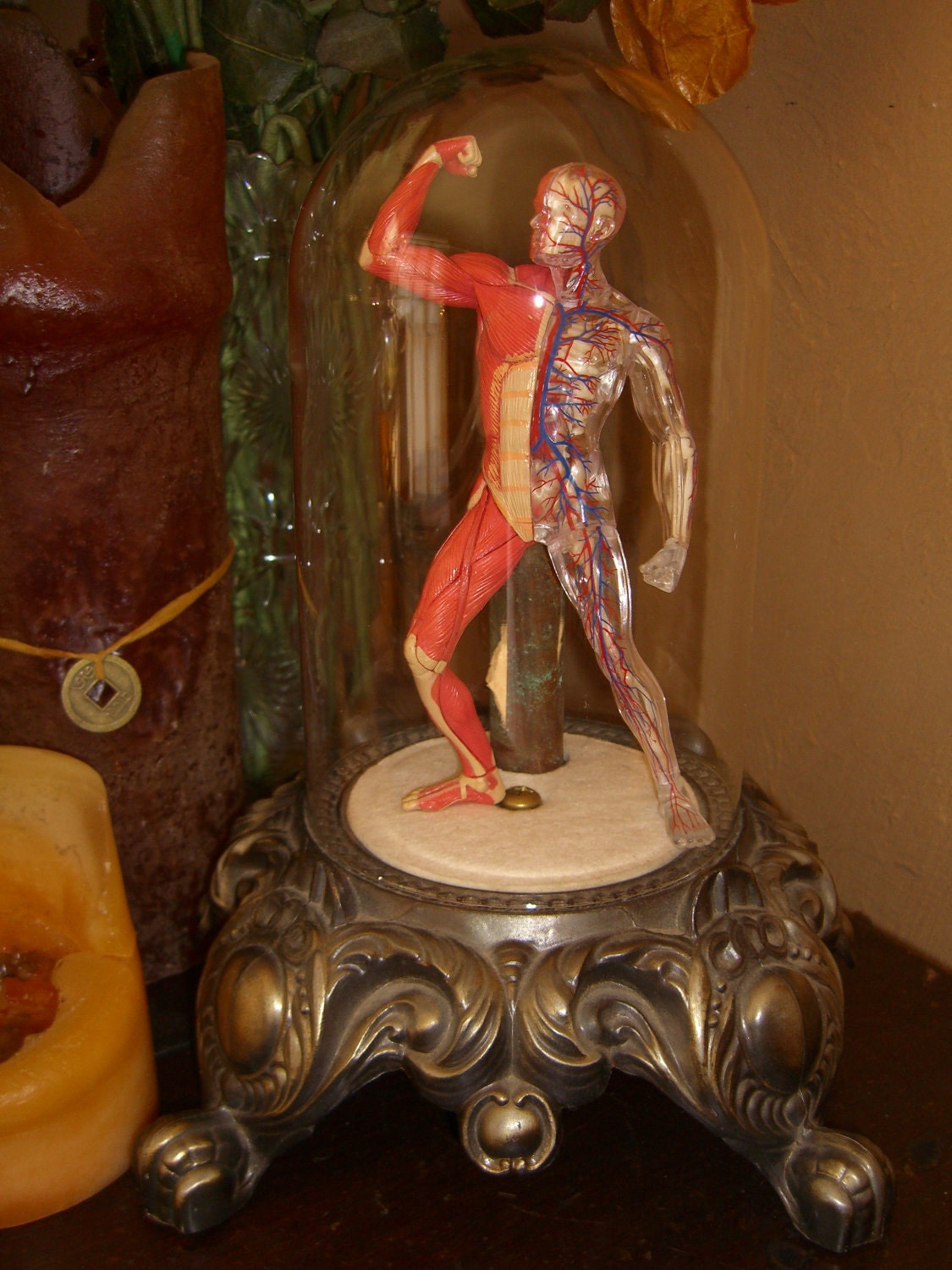 Lighted Medical Muscle Man Under Glass Cloche