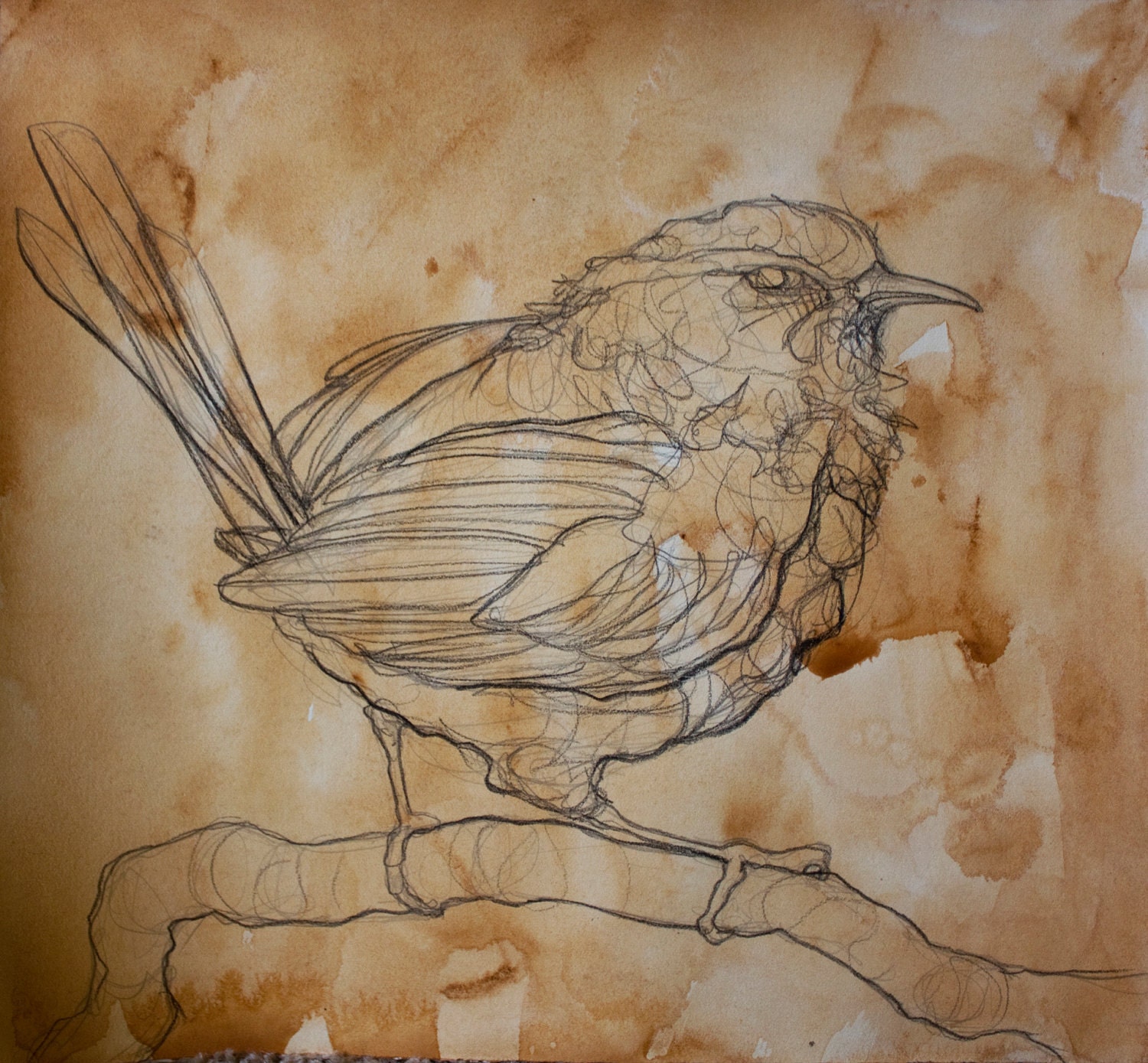 Original Graphite Drawing - Carolina Wren Study on Brown Umber Watercolor Ground