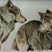Handcolored wolf print, Distant Voices