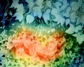 10% Off Sale- Aurafinearts Koi Art- Goldfish Under Translucent Leaves- 8x10 Giclee Print