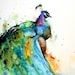 PEACOCK Large Watercolor Print by Dean Crouser