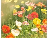 Poppies, Springtime, Dreamy Floral Photography, green, yellow, orange - 8x8 Original  Fine Art Photograph