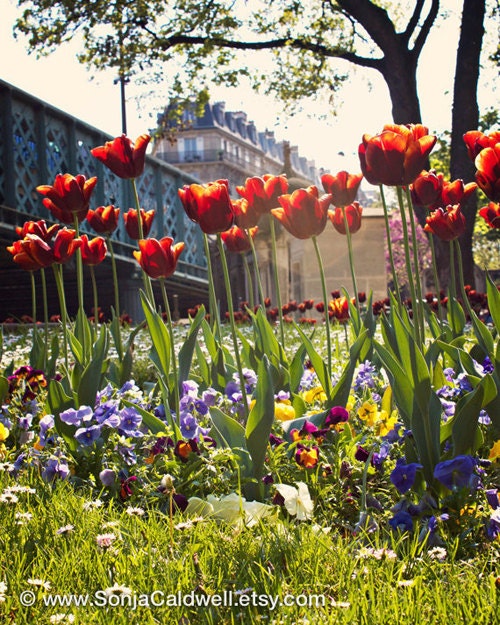 Springtime in Paris, Montmartre cemetery, crimson, blood-red tulips, flower photography  - 8x10  Original Fine Art Photograph