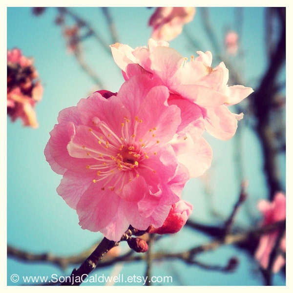 Spring Blossoms in Japan - floral, home decor, pink, Japanese, Asian flower photograph, 8x8 Original Fine Art Photograph