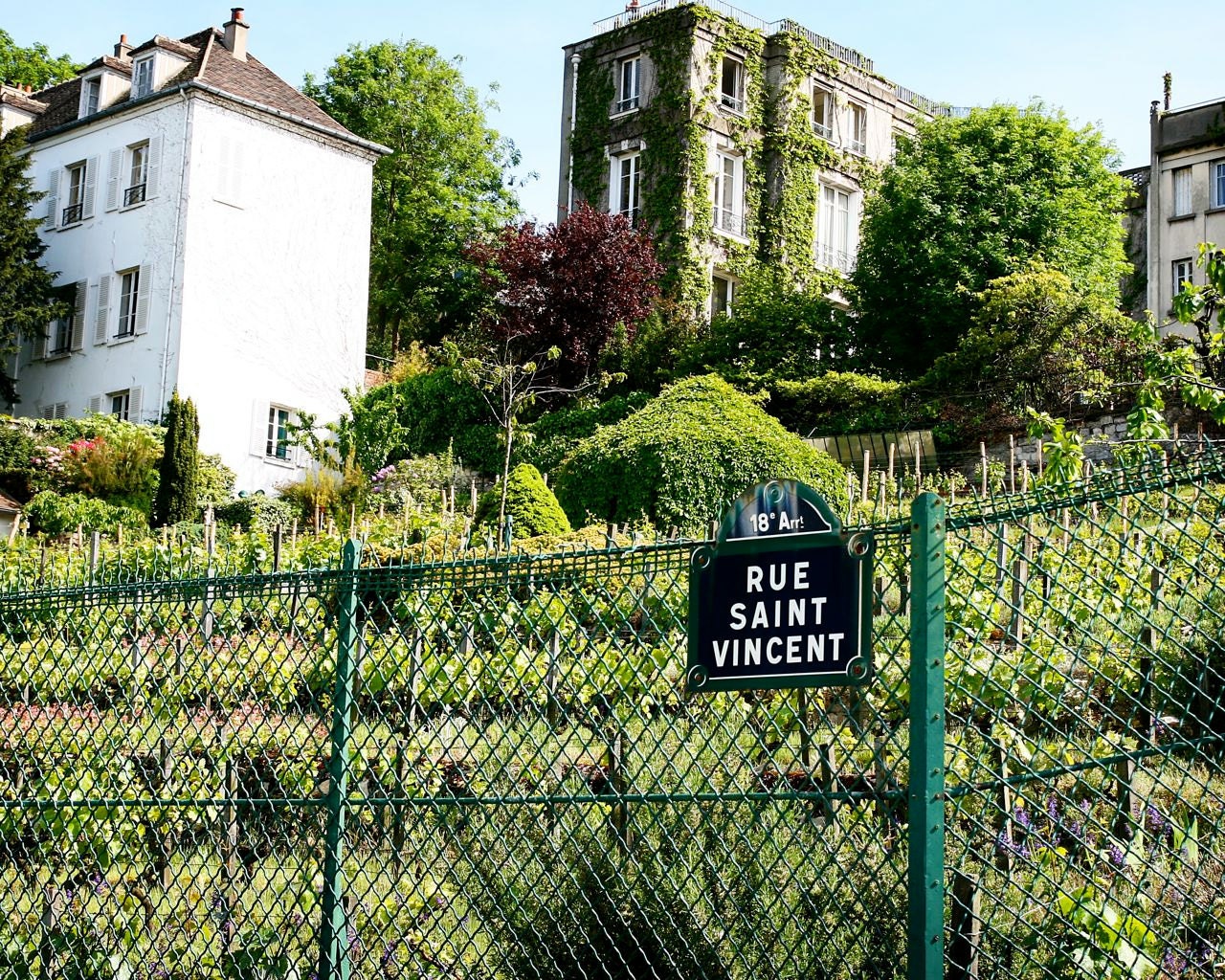 Paris Photography - Montmartre - Rue Saint Vincent - Urban Vineyard - Green Vines - Home Decor - Wall Art