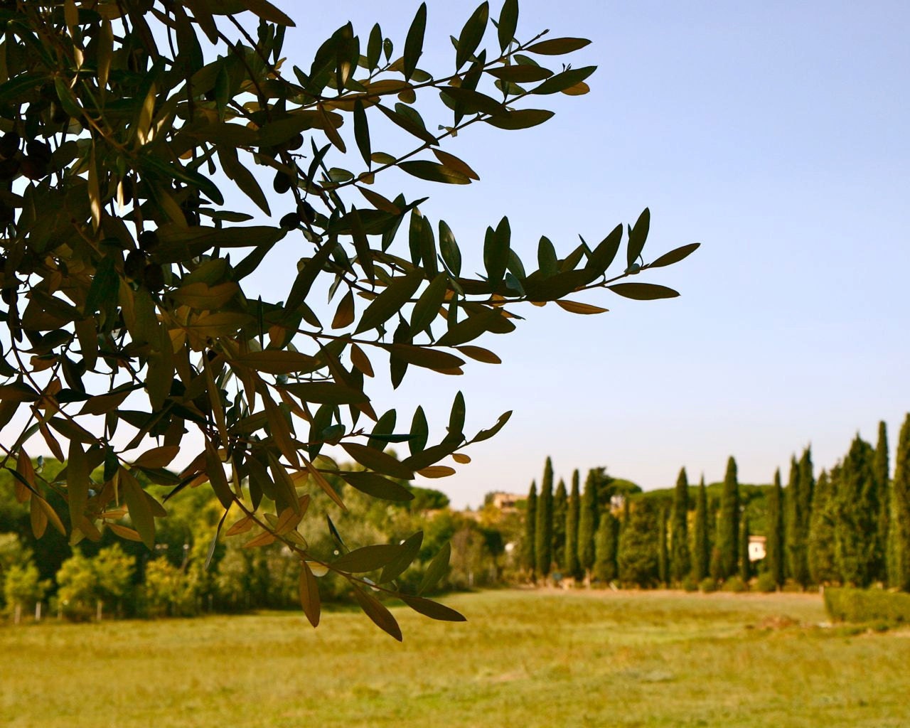Olive Tree Photograph Rome Italy Landscape by VitaNostra on Etsy