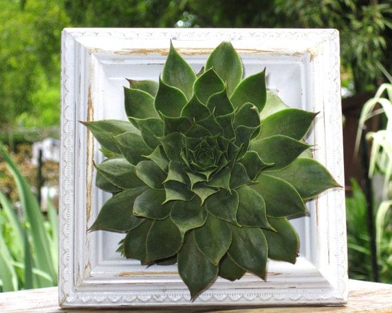 Shabby Chic - Tabletop Hen & Chick planter with live plant