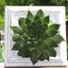 Shabby Chic - Tabletop Hen & Chick planter with live plant
